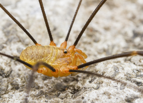 De 'rode hooiwagen' Opilio canestrinii