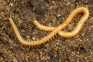 Afbeelding van een aardkruiper