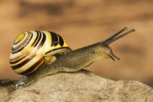 Afbeelding van een gewone tuinslak